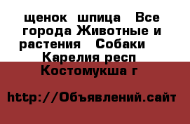 щенок  шпица - Все города Животные и растения » Собаки   . Карелия респ.,Костомукша г.